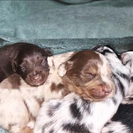 Miniature Australian Shepherd Puppies from Adina Enlow
