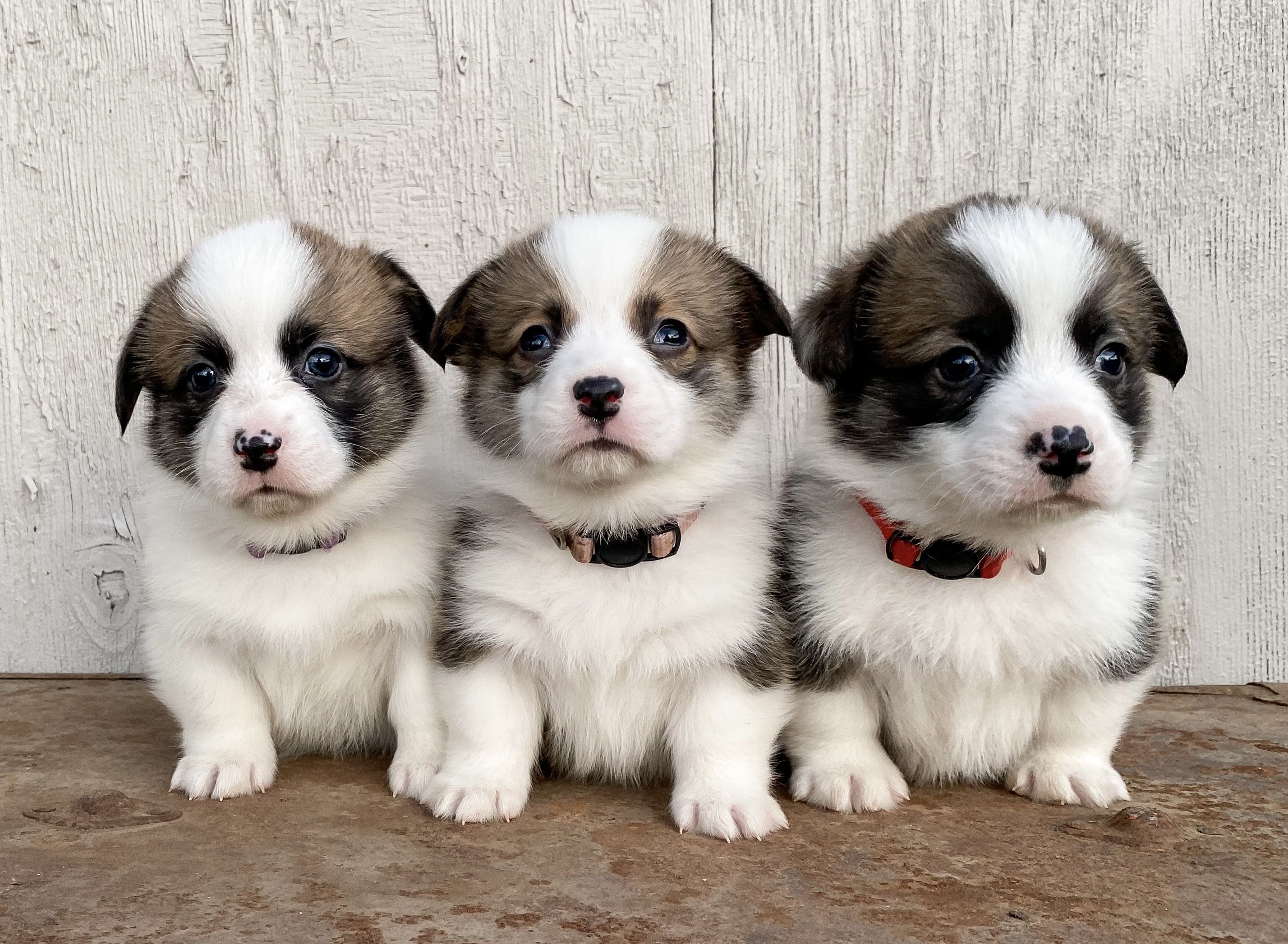 Indian store creek corgis