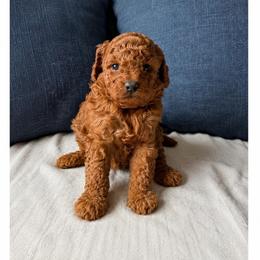 Maui - Red  male Poodle puppy in Los Angeles, California from Exquisite Doodles