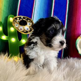Will - Black tri-color male Aussiedoodle puppy in Charleston, Arkansas from Lazy S Aussies