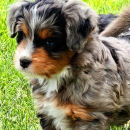 Winston - Blue merle male Bernedoodle puppy in Saint Francis, Kansas from Land of Oz Doodles