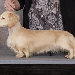 Olive - Dachshund