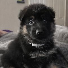 German Shepherd Puppies from Brooks High Quality Breeders