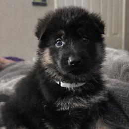 German Shepherd Puppies from Brooks High Quality Breeders
