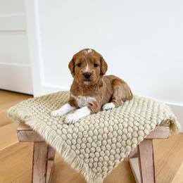 BUBBLY - Apricot female Goldendoodle puppy in Bell Buckle, Tennessee from Precious Puptown Doodles