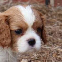 P.J. - Cavalier King Charles Spaniel puppy from Legend Cavaliers