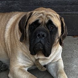 Zuko - Mastiff
