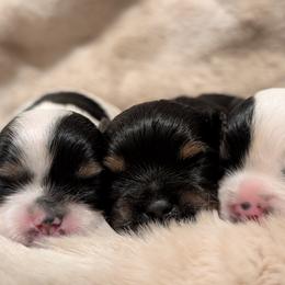 Yorkshire Terriers from Cypress Creek Yorkies