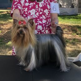 Meadow - Yorkshire Terrier