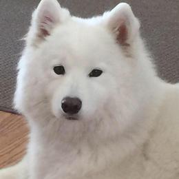 Samoyeds from Lakehill Samoyeds