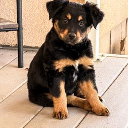 Raven - Black tri female Miniature Australian Shepherd puppy in Apache Junction, Arizona from Circle T Mini Aussies