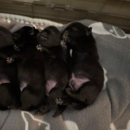 Pug Puppies from Wicked Kennel