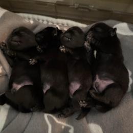 Pug Puppies from Wicked Kennel