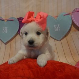Golden Retrievers, Irish Setters, and Poodles from Plumcreek Acres