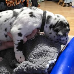 Zero - Harlequin male Great Dane puppy in Rockford, Michigan from Apollo's Great Danes (AGD's)