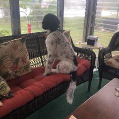 Bordoodle and Poodle All Grown Up from Swan Field Farms