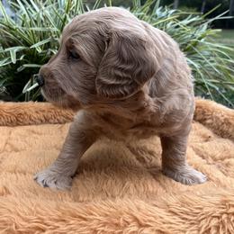 Sprout (green collar) - Apricot male Goldendoodle puppy in Mint Hill, North Carolina from Freshly Minted Goldendoodles