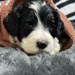Australian Labradoodle Puppies from NoodleDoodles LLC