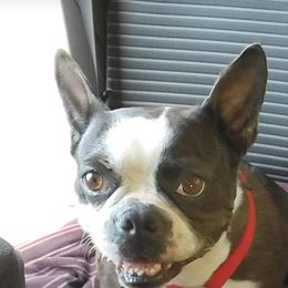 Moon - Boston Terrier
