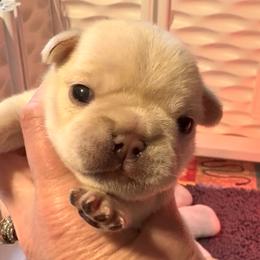 Jon Snow - Cream male French Bulldog puppy in Lexington, South Carolina from Whiskey Run French Bulldogs