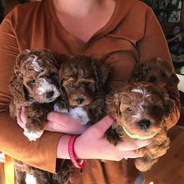 Cavapoo and Goldendoodle Puppies from Las Vegas Goldendoodles