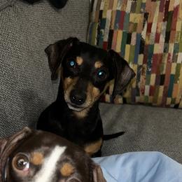 Oscar - Dachshund