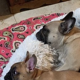 Bulldogs and French Bulldogs from KnockDown Bulldogs