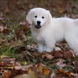 Paige - Light golden female Golden Retriever puppy in Fowlerville, Michigan from Gratz Kennels
