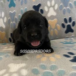 Girl 1 - Black female Labrador Retriever puppy in Palmdale, California from Sweet As Sugar Labradors