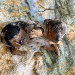 Chewy - Dapple male Dachshund puppy in Vero Beach, Florida from Holly’s Mini Weenies