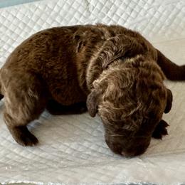 Brown collar - Brown male Chesapeake Bay Retriever puppy in North Port, Florida from Whispering Oak Chesapeakes