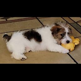 Rogue - Russell Terrier