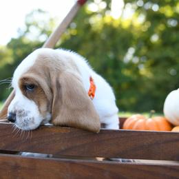Basset Hound Puppies from K&B Farms & Bassets