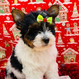 AKC - Bebe 3500 - Black tan and white female Biewer Terrier puppy in Douglas, Georgia from Heartland small breeds