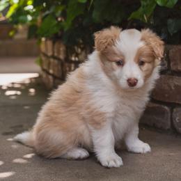 Turbo - White and gold male Border Collie puppy in Fresno, California from Alpine Tails