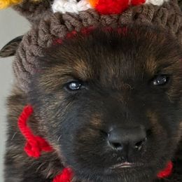 Pumpkin pie (Orange collar) - Sable male German Shepherd puppy in Canterbury, Connecticut from Nachtwaechter German Shepherds, LLC