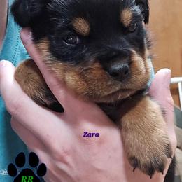 Zara - Black and mahogany female Rottweiler puppy in Tangent, Oregon from Raya's Royals