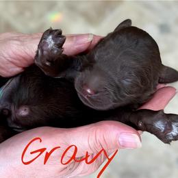 Gravy - Chocolate male Goldendoodle puppy in Mocksville, North Carolina from Little Bear Doodles