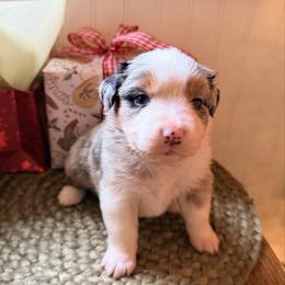 Orange Collar - Blue merle female Australian Shepherd puppy in Quinlan, Texas from Murphy Ranch Australian Shepherds