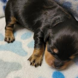 Dachshund Puppies from CLARK'S BREEDING PROGRAM