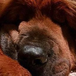 German Shepherds and Tibetan Mastiffs from Von Reich Haus