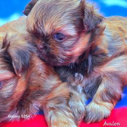 Avalon she's 2800 - Red female Shih Tzu puppy in Richmond, Texas from Aleka Shih Tzu