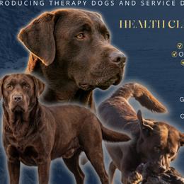 Dutch - Labrador Retriever