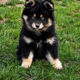 WINSTON - Mini Pomsky - Black male Pomsky puppy in Fuquay Varina, North Carolina from Raleigh Mini Pomskies