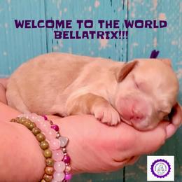 Bellatrix - Cream female Cockapoo puppy in Reidsville, North Carolina from Something to Bark About Dog Training
