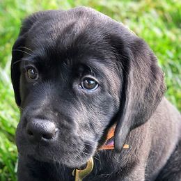 Labrador Retrievers from Nyx Labrador Retrievers