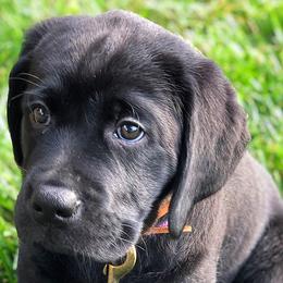 Labrador Retrievers from Nyx Labrador Retrievers