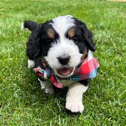 Trout - Tri-color male Bernedoodle puppy in Erie, Colorado from Hampton Bernese Mountain Dogs