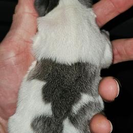 Boy 2 - White and black male French Bulldog puppy in High Ridge, Missouri from St Louis Frenchies