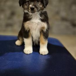 Piglet - Black tri male Miniature American Shepherd puppy in Tremonton, Utah from Azure Sky Minis